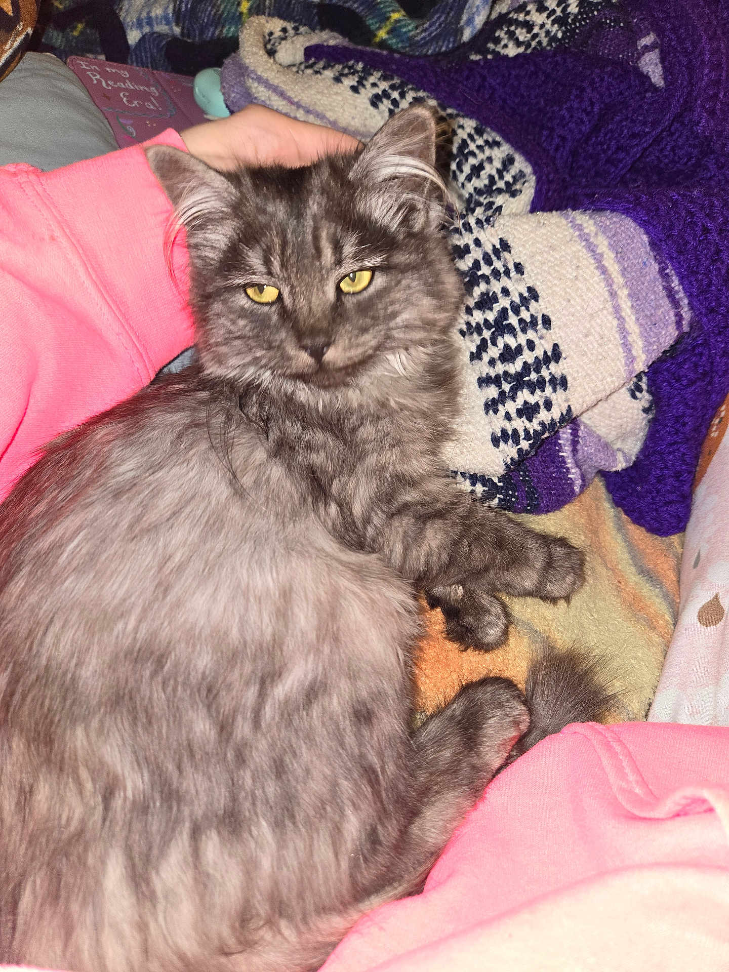 Rusty is registered to the contest to win money with this photo: cat, gray_fur, yellow_eyes, fluffy, animal, pet, blanket, fabric, cozy, indoor, relaxed, soft_texture, resting, cute, fur, close_up, comfort, sleepy, domestic_animal, warm