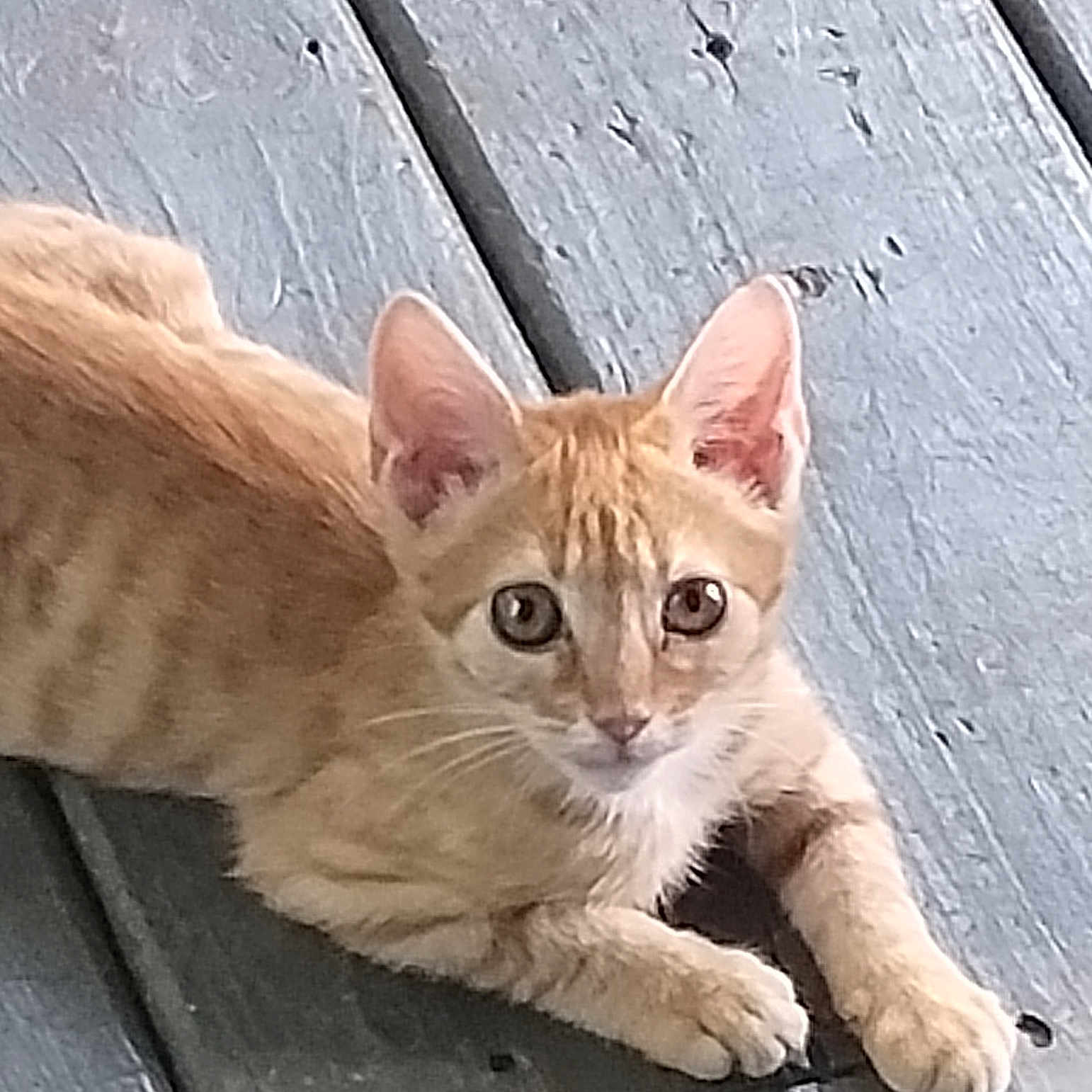 Oliver