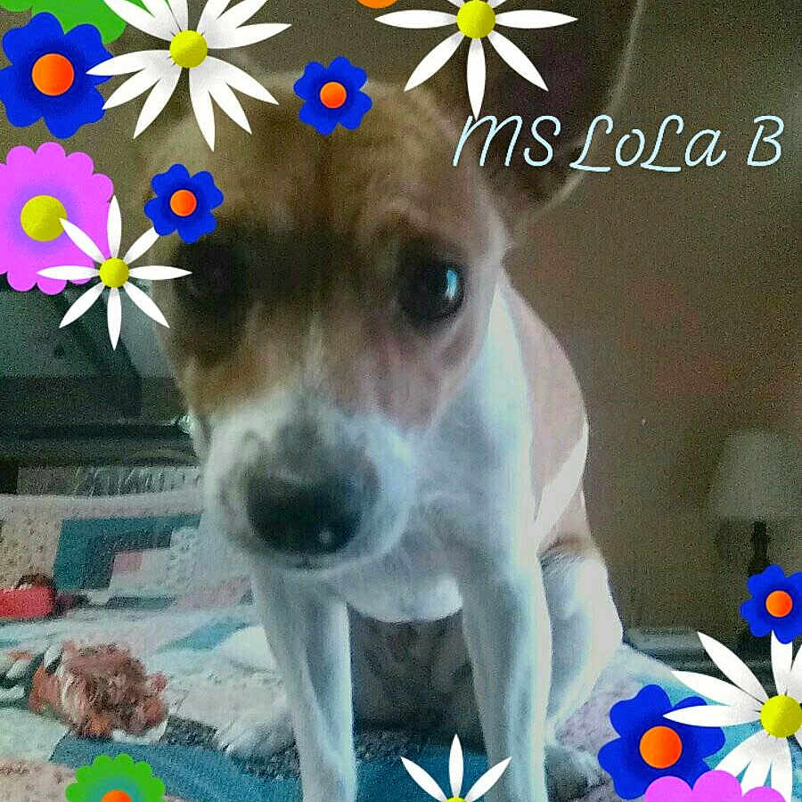 Lola B