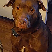 Big Girl joined the competition — help win amazing prizes! dog, brown_dog, pit_bull, pet, animal, portrait, sitting, indoors, wooden_floor, wall, collar, black_collar, floppy_ears, short_hair, muscular, large_dog, looking_at_camera, serious_expression, home, front_view