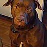 dog, brown_dog, pit_bull, pet, animal, portrait, sitting, indoors, wooden_floor, wall, collar, black_collar, floppy_ears, short_hair, muscular, large_dog, looking_at_camera, serious_expression, home, front_view