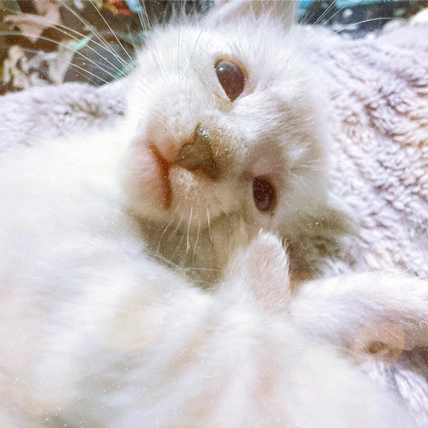 Tyg is registered to the contest to win money with this photo: abyssinian, angora, animal, canine, cat, dog, kitten, manx, person, pet, rabbit, siamese, sleeping, snout, white, whitedog