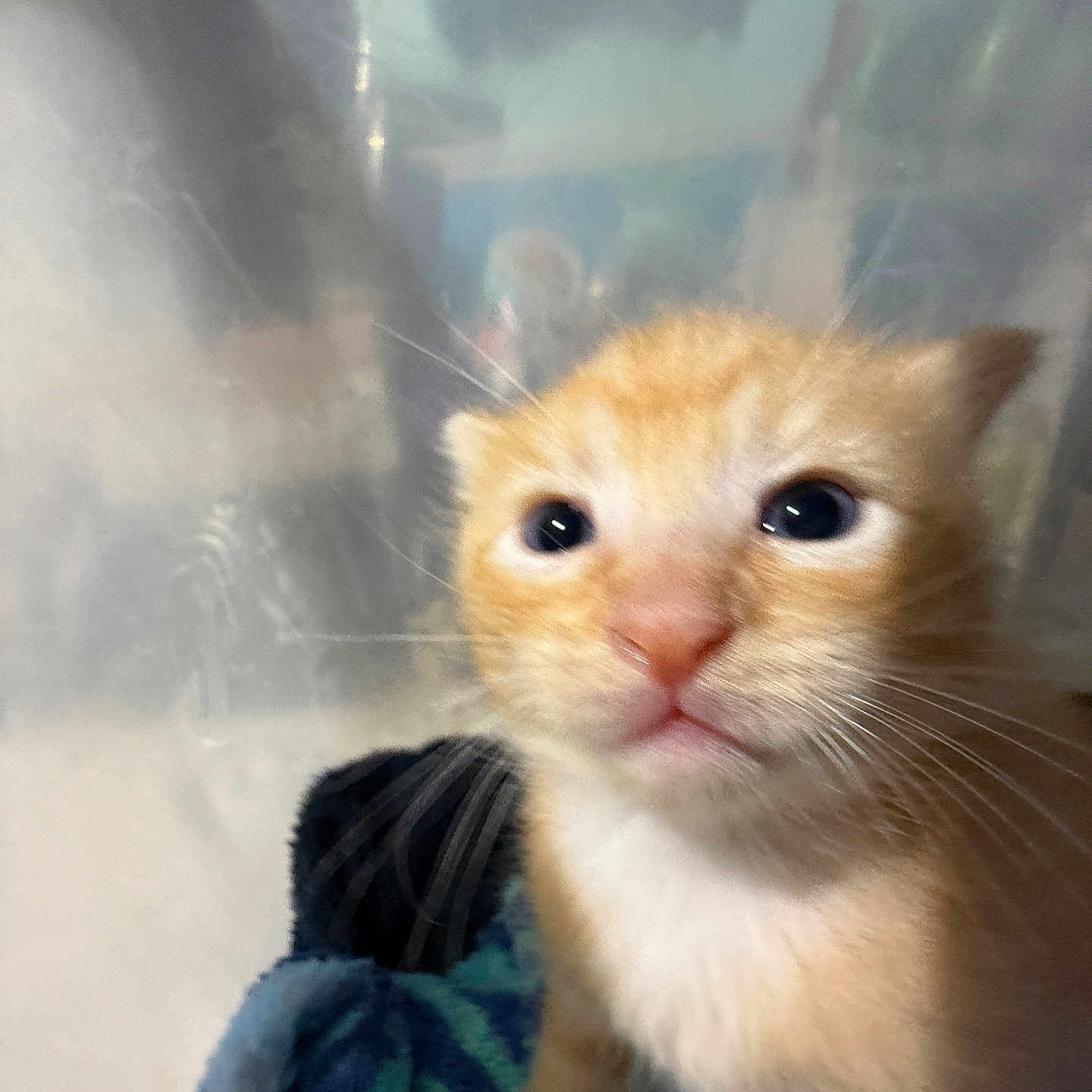 Lasagna joined the competition — help win amazing prizes! abyssinian, animal, cat, kitten, manx, pet, rat, rodent, siamese