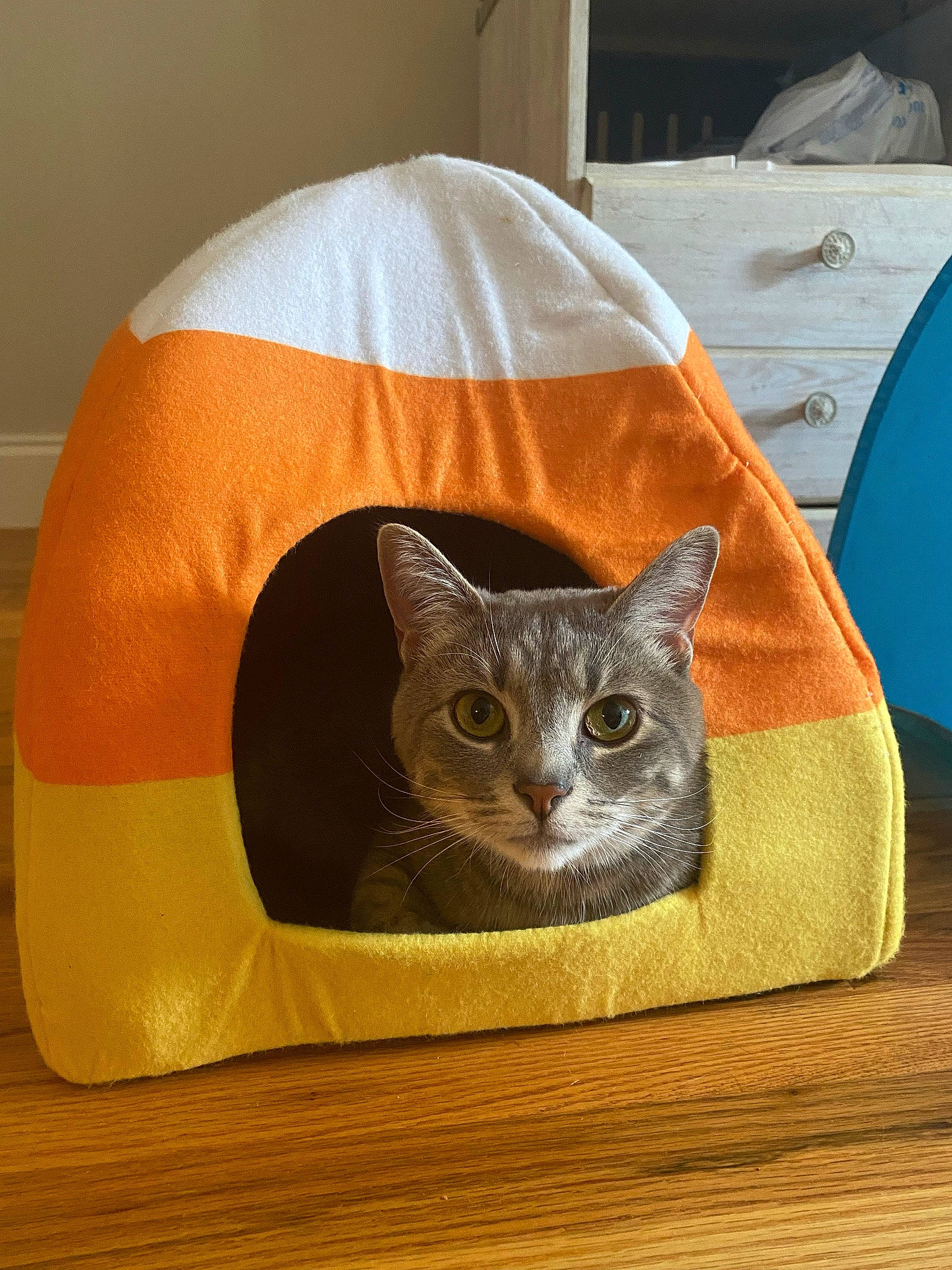 Meadow joined the competition — help win amazing prizes! art, bag, carnivore, cat, cat_bed, cat_supply, comfort, costume_hat, domestic_short_haired_cat, fawn, felidae, fur, grey, hat, linens, personal_protective_equipment, small_to_medium_sized_cats, tail, whiskers, wood