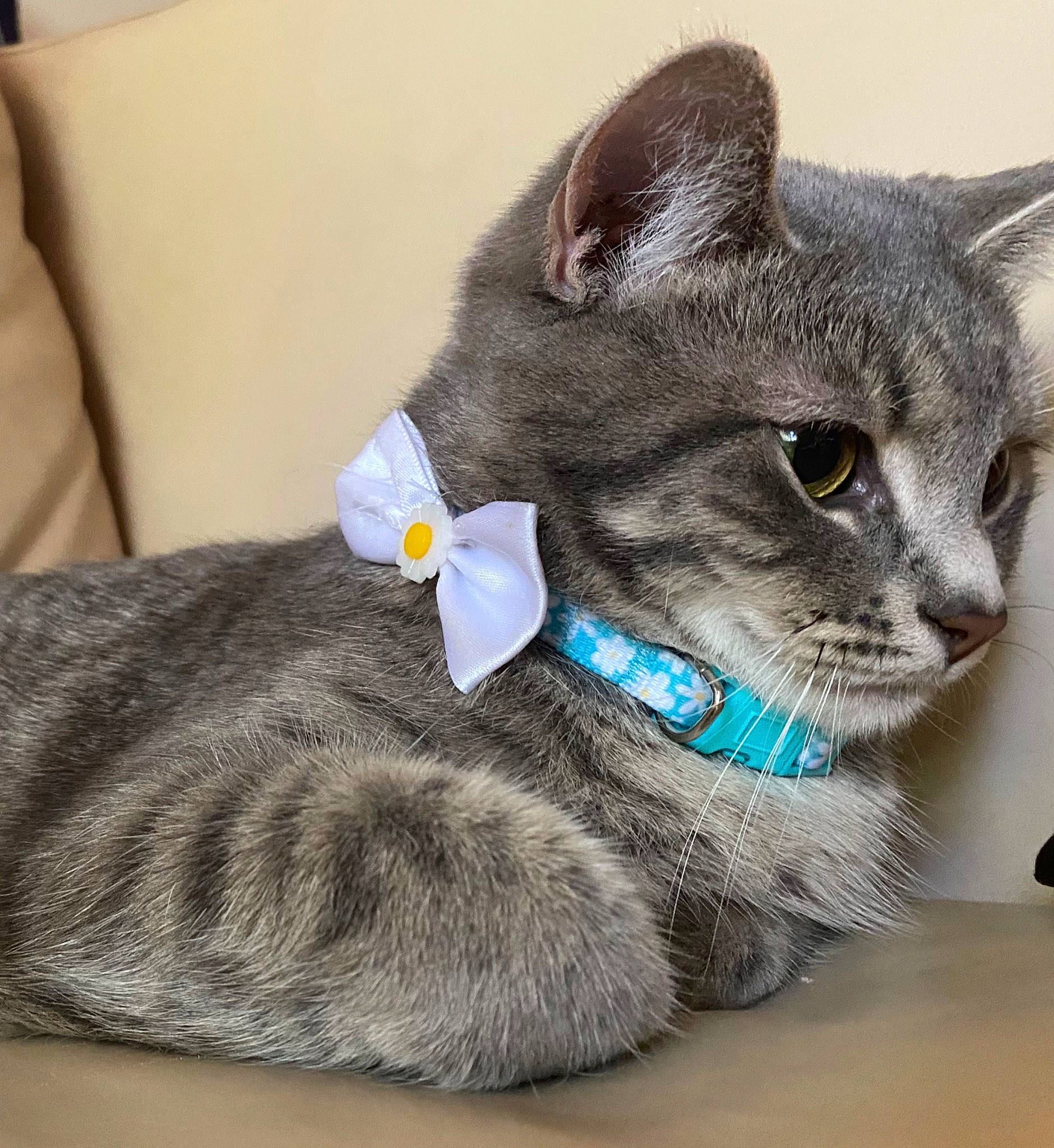 Meadow joined the competition — help win amazing prizes! carnivore, cat, claw, collar, comfort, couch, domestic_short_haired_cat, electric_blue, felidae, fur, grey, paw, sitting, small_to_medium_sized_cats, snout, tail, whiskers, window