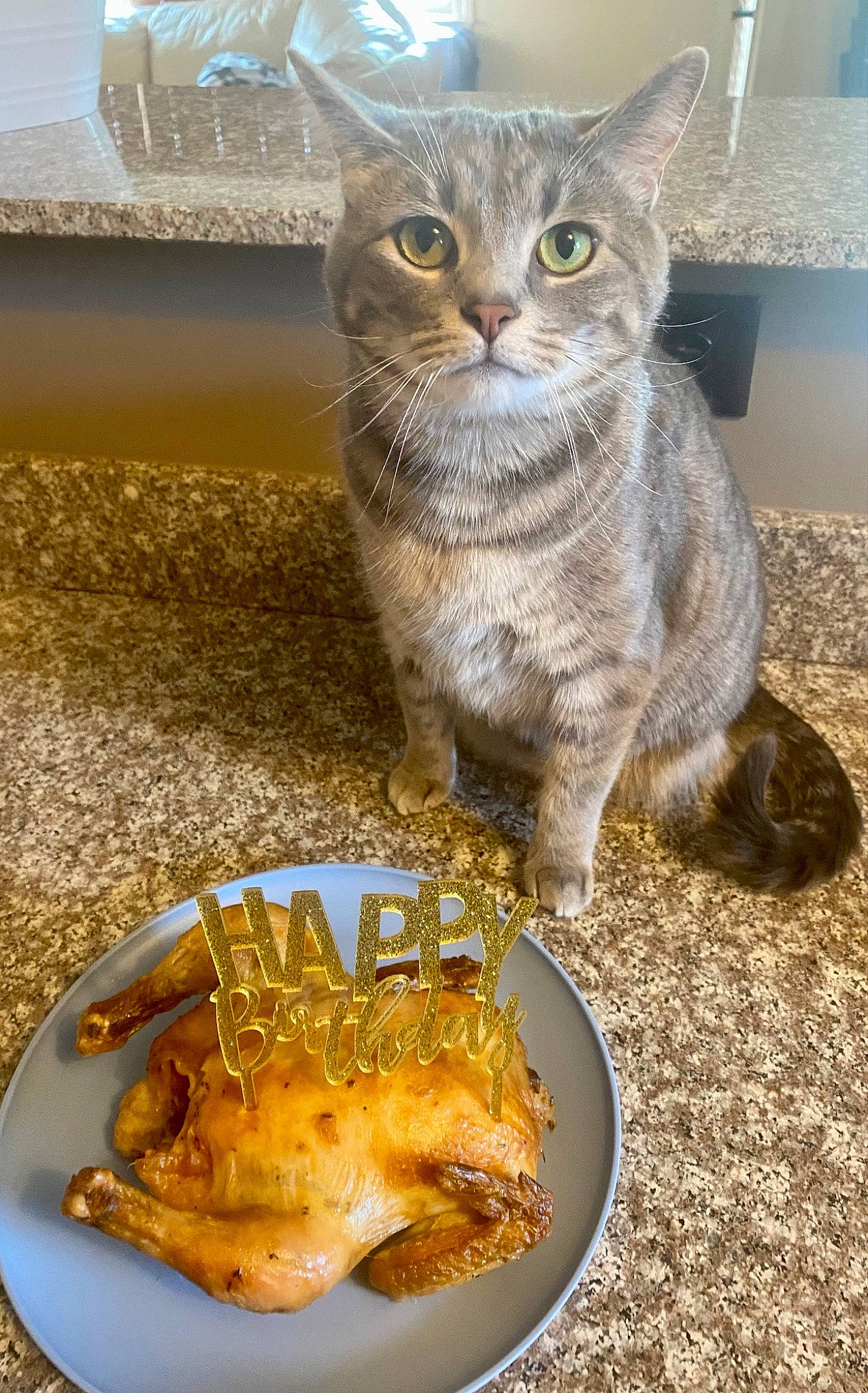 Meadow joined the competition — help win amazing prizes! carnivore, cat, cat_food, cat_supply, cuisine, dish, domestic_short_haired_cat, felidae, finger_food, food, fried_food, ingredient, pet_food, plate, recipe, small_to_medium_sized_cats, staple_food, tableware, tail, whiskers