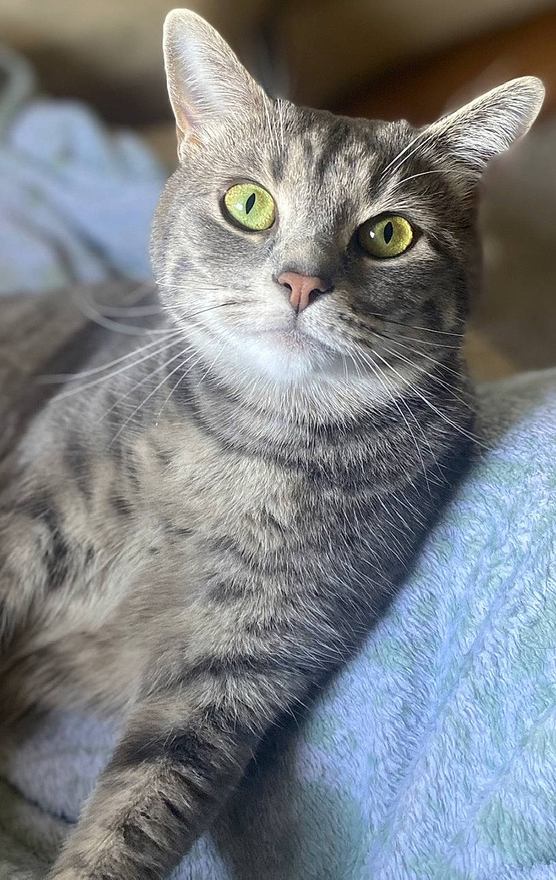 Meadow is registered to the contest to win money with this photo: carnivore, cat, domestic_short_haired_cat, felidae, fur, grey, iris, paw, small_to_medium_sized_cats, snout, terrestrial_animal, whiskers