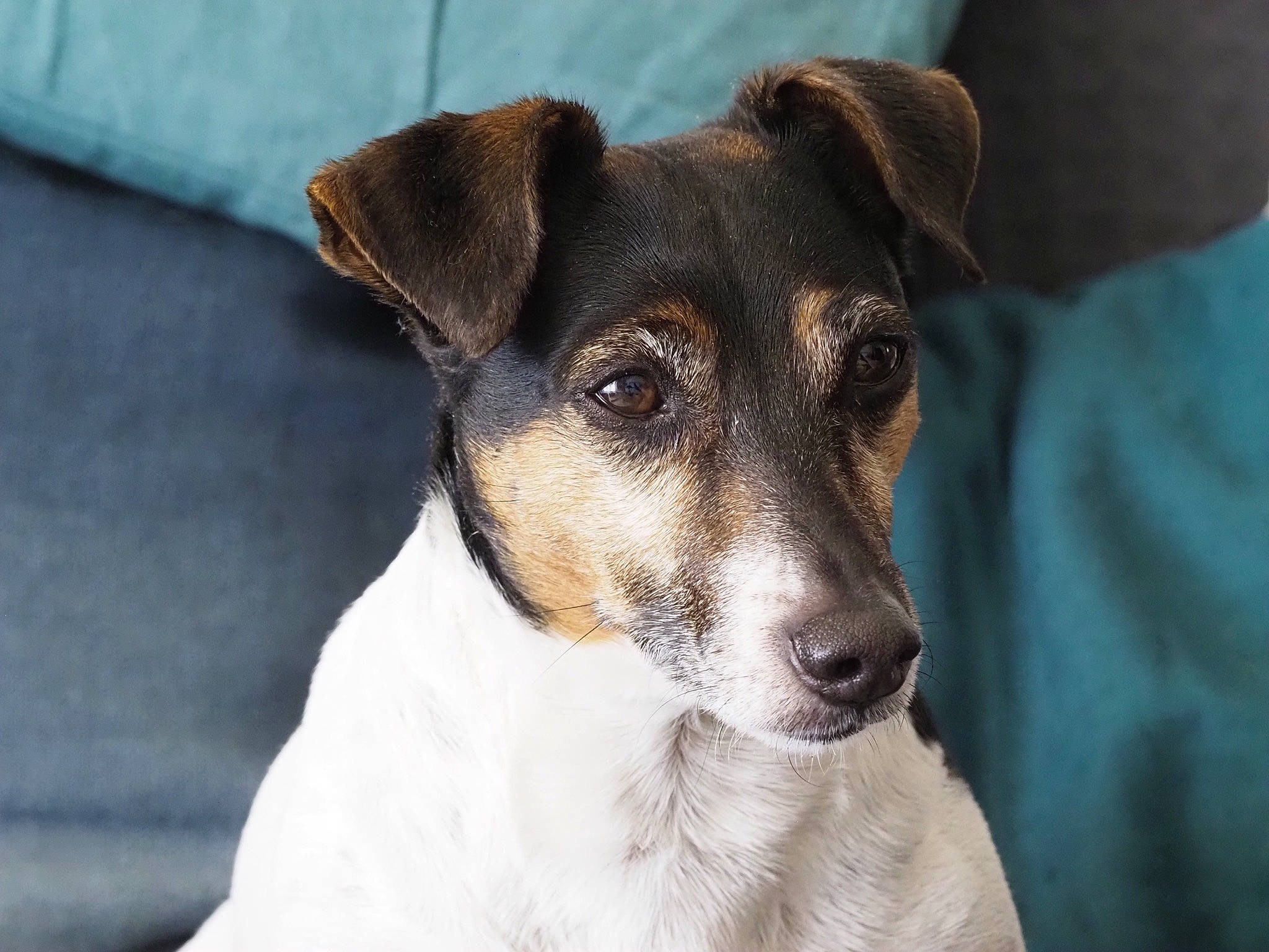 Bonnie a rejoint le concours — aidez-le/la à gagner de superbes lots ! canidae, carnivore, collar, companion_dog, dog, dog_breed, dog_collar, drinkware, fur, irishjacks, small_terrier, terrestrial_animal, terrier, whiskers, working_animal