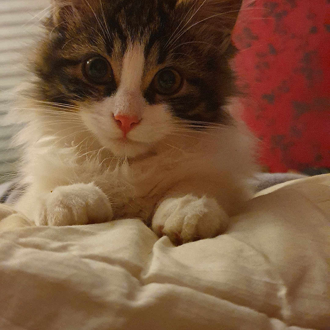 Fuku participe au concours pour gagner de l'argent avec cette photo : animal, bedroom, blanket, cat, closeup, colorful_background, cozy, curious, cute, domestic, fluffy, fur, indoor, kitten, paws, pet, sleeping_area, soft, whiskers, young