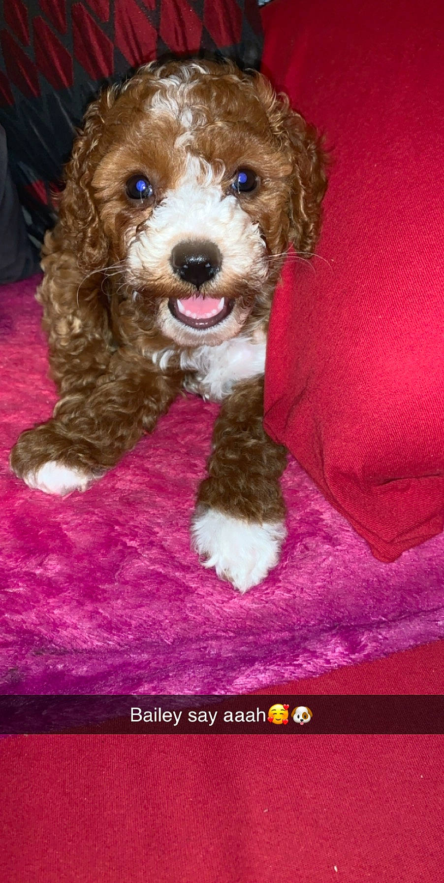 Bailey joined the competition — help win amazing prizes! canidae, carnivore, cavachon, cavapoo, cockapoo, companion_dog, dog, dog_breed, labradoodle, maltepoo, mammal, miniature_poodle, poodle, poodle_crossbreed, puppy, schnoodle, shih_poo, toy_dog, toy_poodle, vertebrate