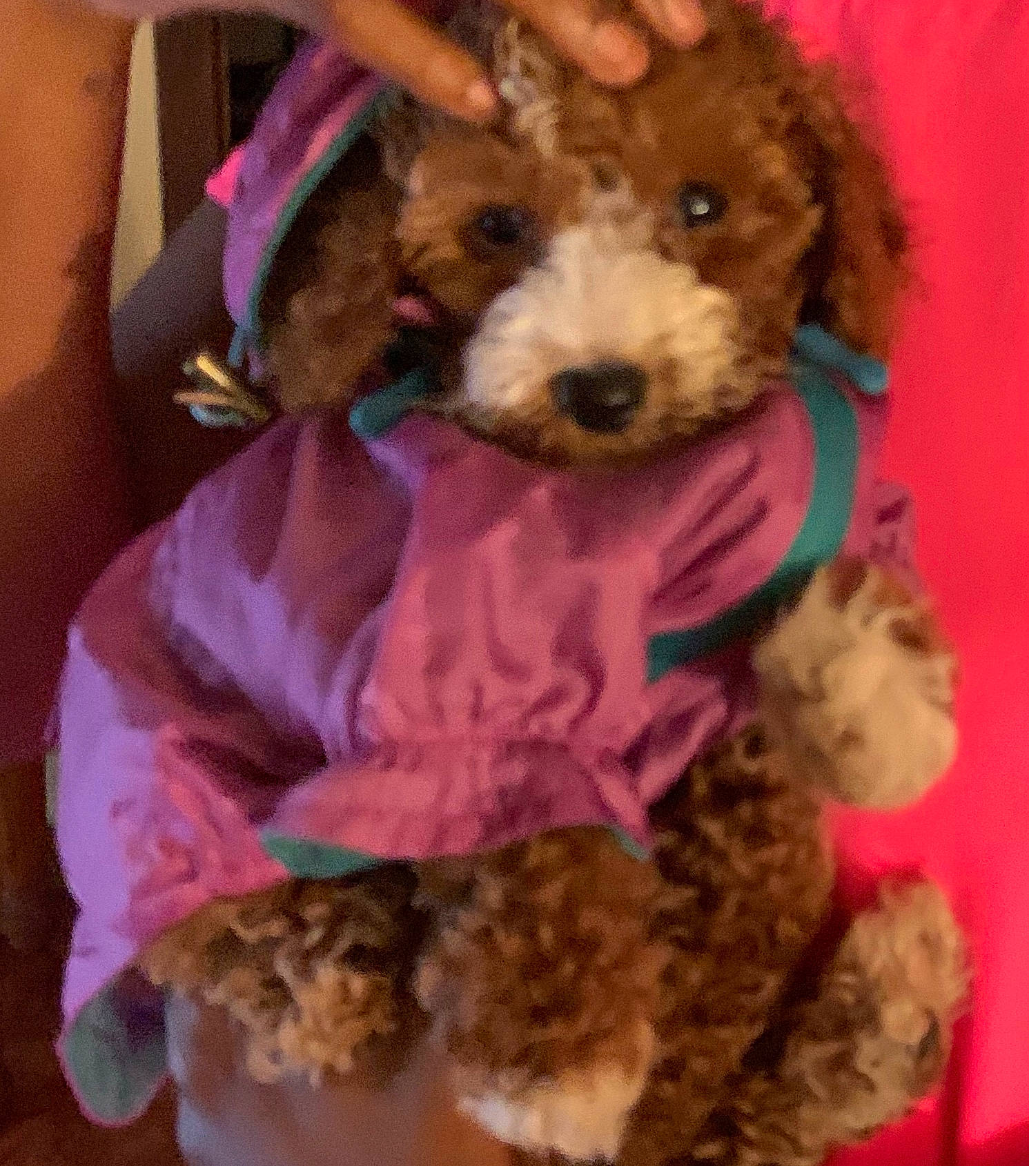 Bailey joined the competition — help win amazing prizes! canidae, carnivore, cavapoo, cockapoo, companion_dog, dog, dog_breed, goldendoodle, labradoodle, mammal, miniature_poodle, poodle, poodle_crossbreed, puppy, puppy_love, schnoodle, sporting_group, standard_poodle, toy_poodle, vertebrate