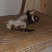 Grizou participe au concours pour gagner de l'argent avec cette photo : animal, bed, cat, curtain, cushion, door, feline, floor, furniture, home, indoor, paws, pet, plaid, relaxed, resting, sleeping, stretching, tile, whiskers