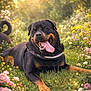 dog, rottweiler, grass, flowers, sunlight, outdoor, tongue_out, happy, pet, nature, summer, canine, collar, garden, greenery, animal, laying_down, pink_flowers, yellow_flowers, black_and_tan