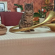 Emile participe au concours pour gagner de l'argent avec cette photo : cat, tabby_cat, table, tablecloth, musical_instrument, brass, plant, potted_plant, chair, red_chair, indoor, decor, ornament, wall, pattern, furniture, pet, curious, seated, cozy