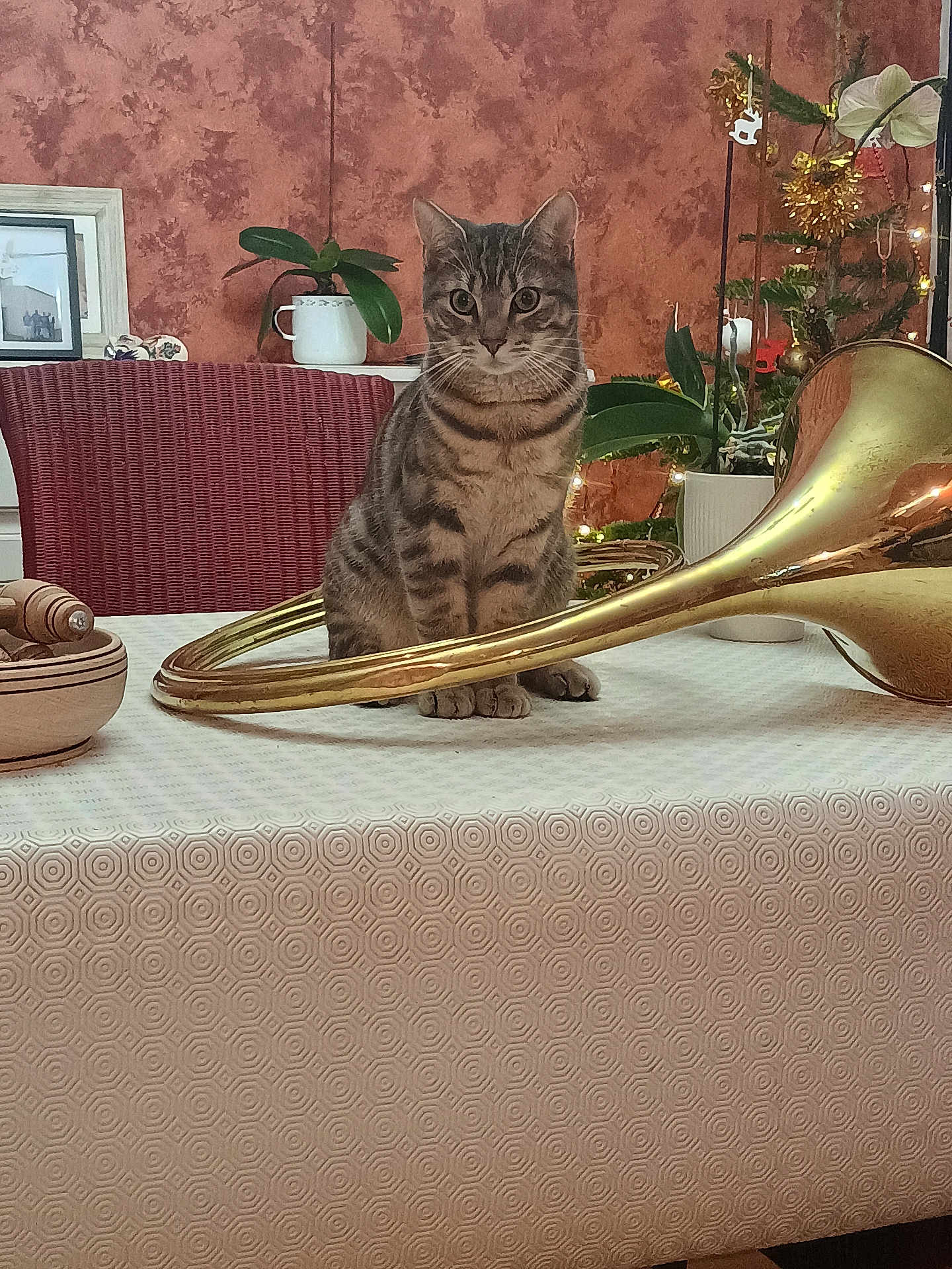 Emile participe au concours pour gagner de l'argent avec cette photo : cat, tabby_cat, table, tablecloth, musical_instrument, brass, plant, potted_plant, chair, red_chair, indoor, decor, ornament, wall, pattern, furniture, pet, curious, seated, cozy
