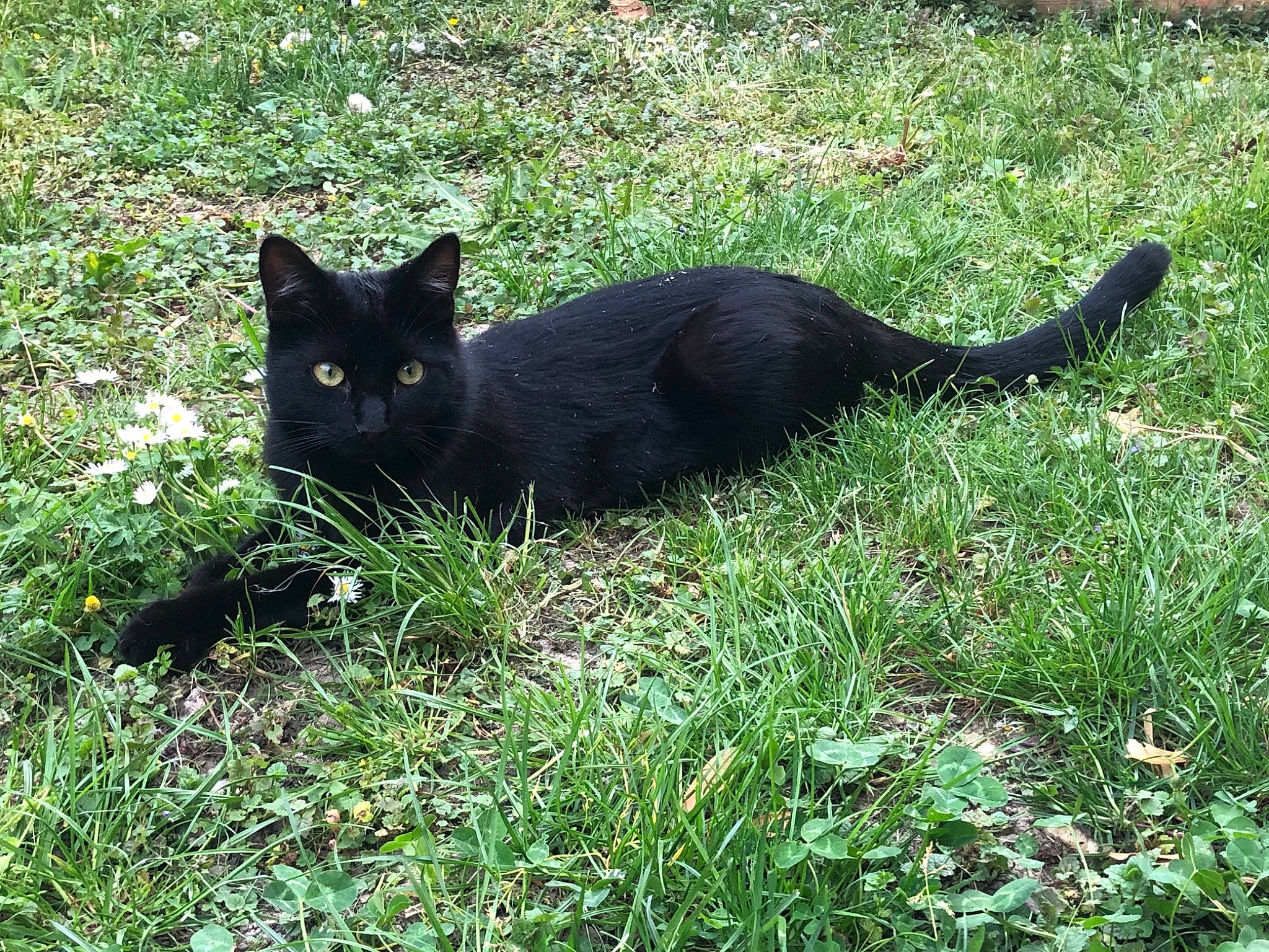 Floky participe au concours pour gagner de l'argent avec cette photo : black_cat, bombay, carnivore, cat, domestic_short_haired_cat, felidae, fur, grass, grassland, groundcover, herbaceous_plant, perennial_plant, plant, shadow, small_to_medium_sized_cats, tail, terrestrial_animal, tints_and_shades, tree, whiskers