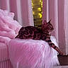 Lola Slash is registered to the contest to win money with this photo: cat, bengal_cat, feline, pet, indoor, fluffy, ottoman, curtains, pink_lighting, cozy, relaxed, spots, fur, animal, mammal, home_decor, furniture, fairy_lights, soft_texture, resting