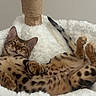 Lola Slash is registered to the contest to win money with this photo: cat, bengal_cat, sleeping, fluffy_bed, spotted_fur, paw, tail, relaxed, indoor, pet, animal, cute, feline, cozy, resting, soft_texture, domestic_cat, whiskers, ears, nap