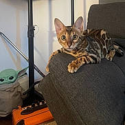Lola Slash is registered to the contest to win money with this photo: bengal_cat, cat, indoor, couch, furniture, plush_toy, baby_yoda, animal, pet, curious, orange_amplifier, gray, fabric, relaxed, ears, whiskers, patterned_fur, living_room, decor, resting