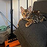 bengal_cat, cat, indoor, couch, furniture, plush_toy, baby_yoda, animal, pet, curious, orange_amplifier, gray, fabric, relaxed, ears, whiskers, patterned_fur, living_room, decor, resting
