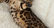 Lola Slash is registered to the contest to win money with this photo: cat, bengal_cat, pet, animal, feline, spotted_coat, lying_down, paw, bed, fluffy, white, cozy, relaxed, indoor, cute, playful, fur, whiskers, tail, cat_tree