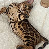 cat, bengal_cat, pet, animal, feline, spotted_coat, lying_down, paw, bed, fluffy, white, cozy, relaxed, indoor, cute, playful, fur, whiskers, tail, cat_tree