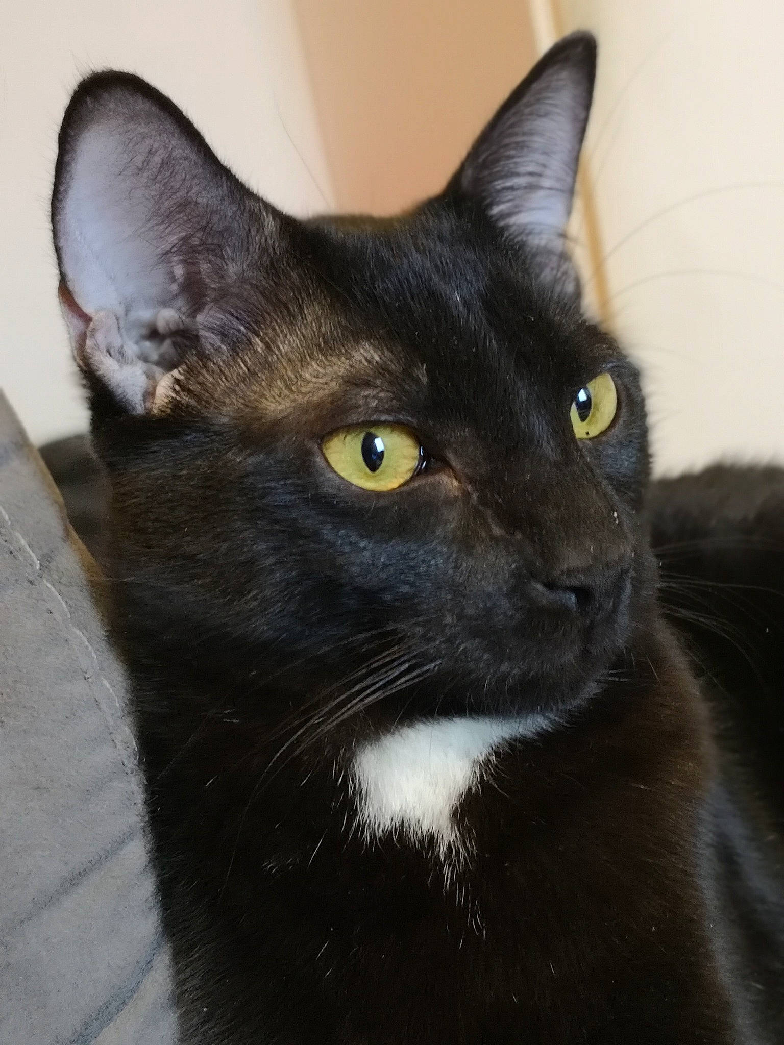 Odin participe au concours pour gagner de l'argent avec cette photo : asian, black, black_cat, bombay, burmese, cat, cat_like_mammal, domestic_short_haired_cat, eye, fauna, fur, mammal, oriental_shorthair, small_to_medium_sized_cats, snout, whiskers