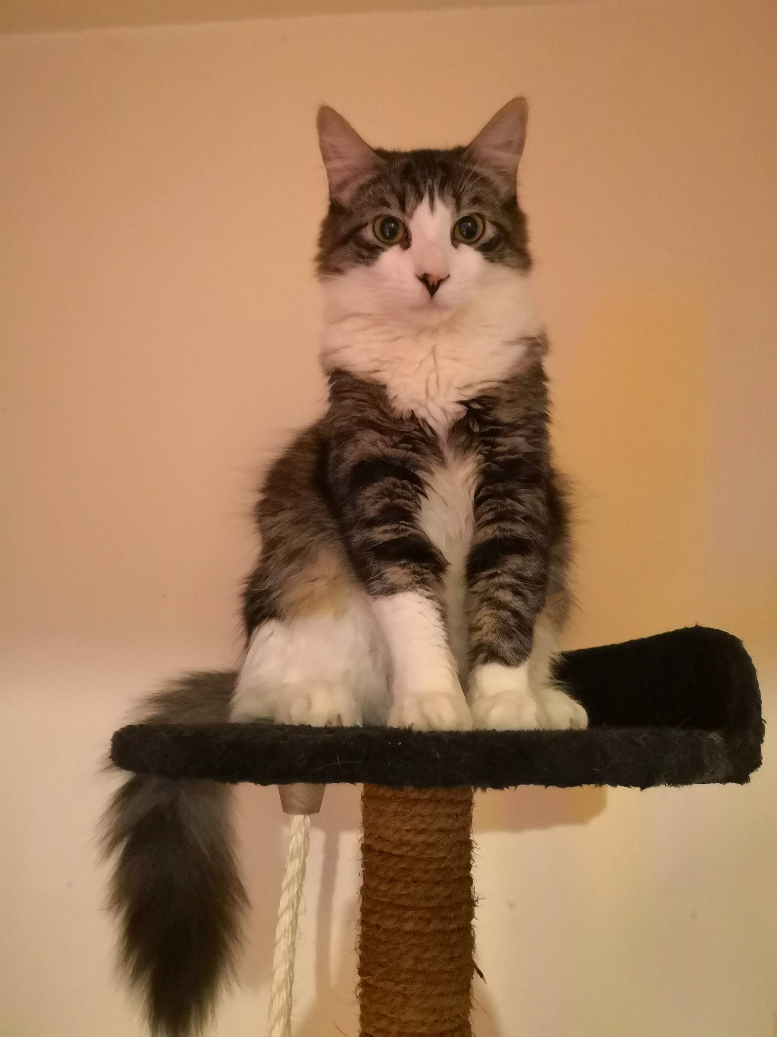 Kara a rejoint le concours — aidez-le/la à gagner de superbes lots ! aegean_cat, carnivoran, cat, cat_like_mammal, domestic_short_haired_cat, european_shorthair, fur, kitten, maine_coon, norwegian_forest_cat, paw, small_to_medium_sized_cats, whiskers