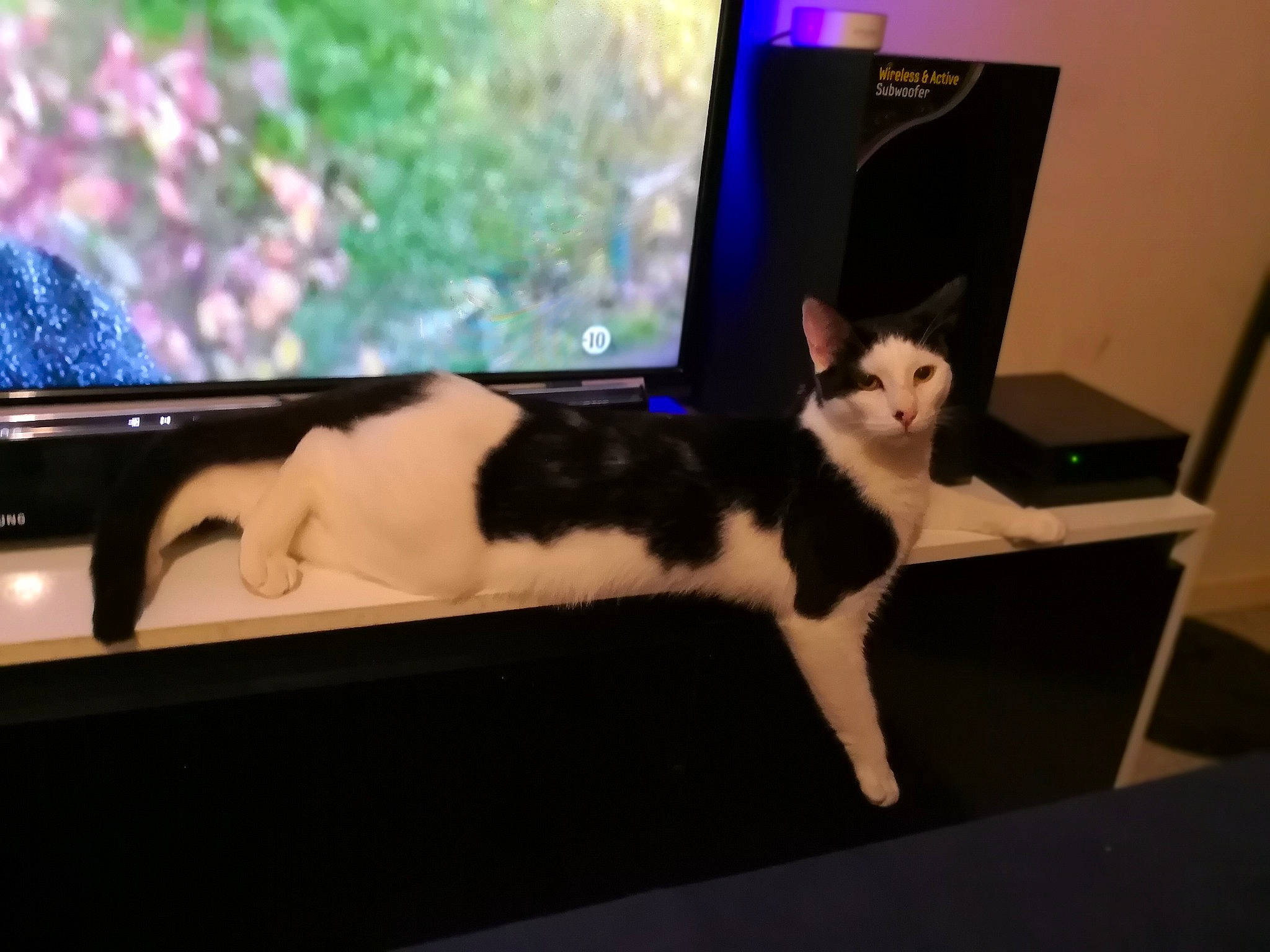 Gims participe au concours pour gagner de l'argent avec cette photo : arm, carnivoran, cat, cat_like_mammal, furniture, kitten, mammal, person, small_to_medium_sized_cats, technology, television, whiskers