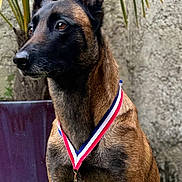 Río a rejoint le concours — aidez-le/la à gagner de superbes lots ! dog, belgian_malinois, medal, ribbon, award, pet, animal, portrait, sitting, plant, pot, outdoor, fur, ears, brown, black, face, alert, background, wall