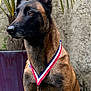 dog, belgian_malinois, medal, ribbon, award, pet, animal, portrait, sitting, plant, pot, outdoor, fur, ears, brown, black, face, alert, background, wall