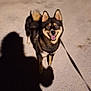 dog, night, leash, shadow, street, outdoor, animal, happy, canine, pet, walking, dark, pavement, ears, tail, fur, smiling, looking, standing, eyes