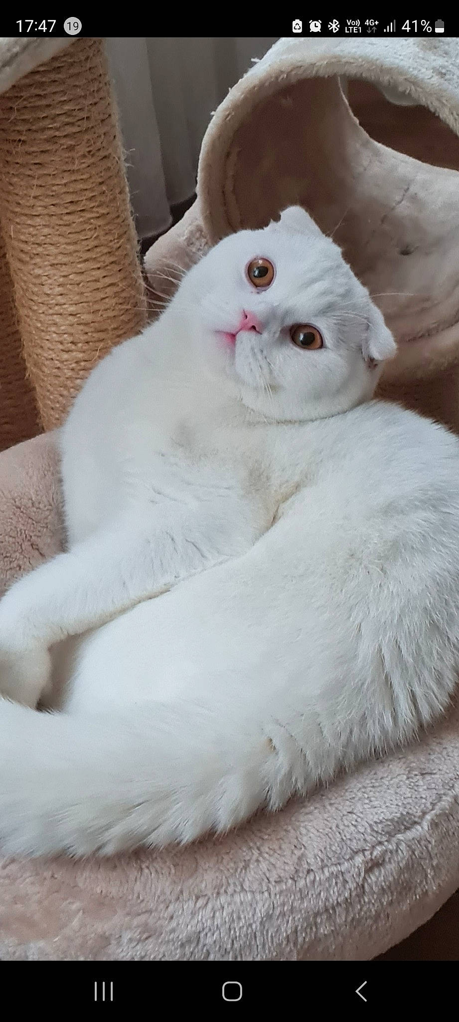 Snow a rejoint le concours — aidez-le/la à gagner de superbes lots ! carnivore, cat, claw, comfort, eye, fawn, felidae, fur, paw, small_to_medium_sized_cats, snout, tail, whiskers