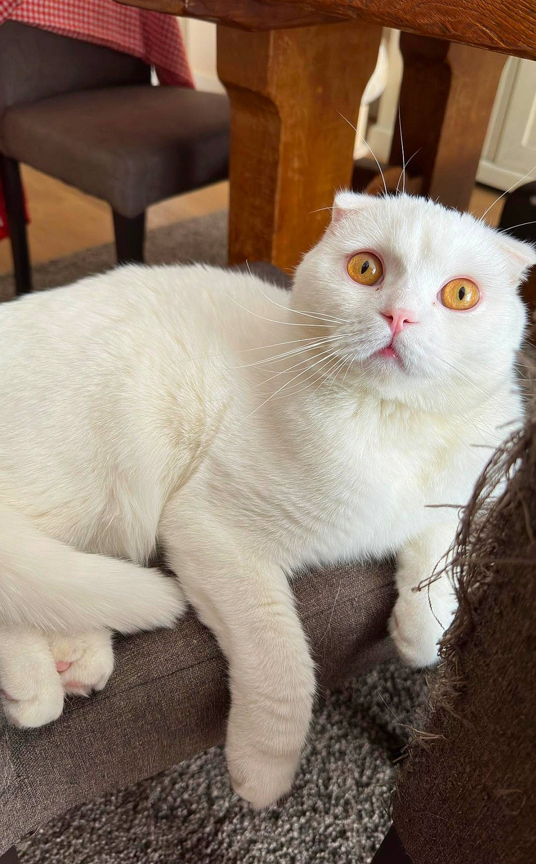 Snow participe au concours pour gagner de l'argent avec cette photo : carnivore, cat, chair, claw, comfort, domestic_short_haired_cat, fawn, felidae, fur, paw, small_to_medium_sized_cats, snout, tail, terrestrial_animal, whiskers