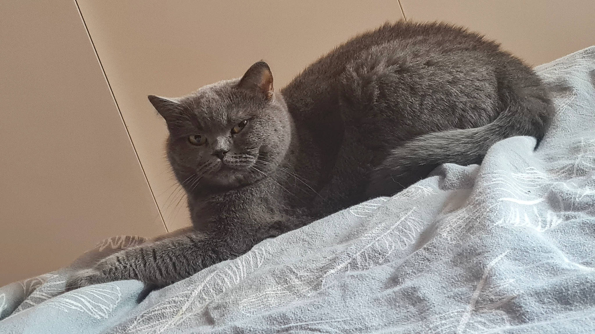 Harmonie participe au concours pour gagner de l'argent avec cette photo : carnivore, cat, cat_supply, claw, comfort, domestic_short_haired_cat, felidae, fur, grey, nap, paw, russian_blue, sitting, small_to_medium_sized_cats, tail, terrestrial_animal, whiskers