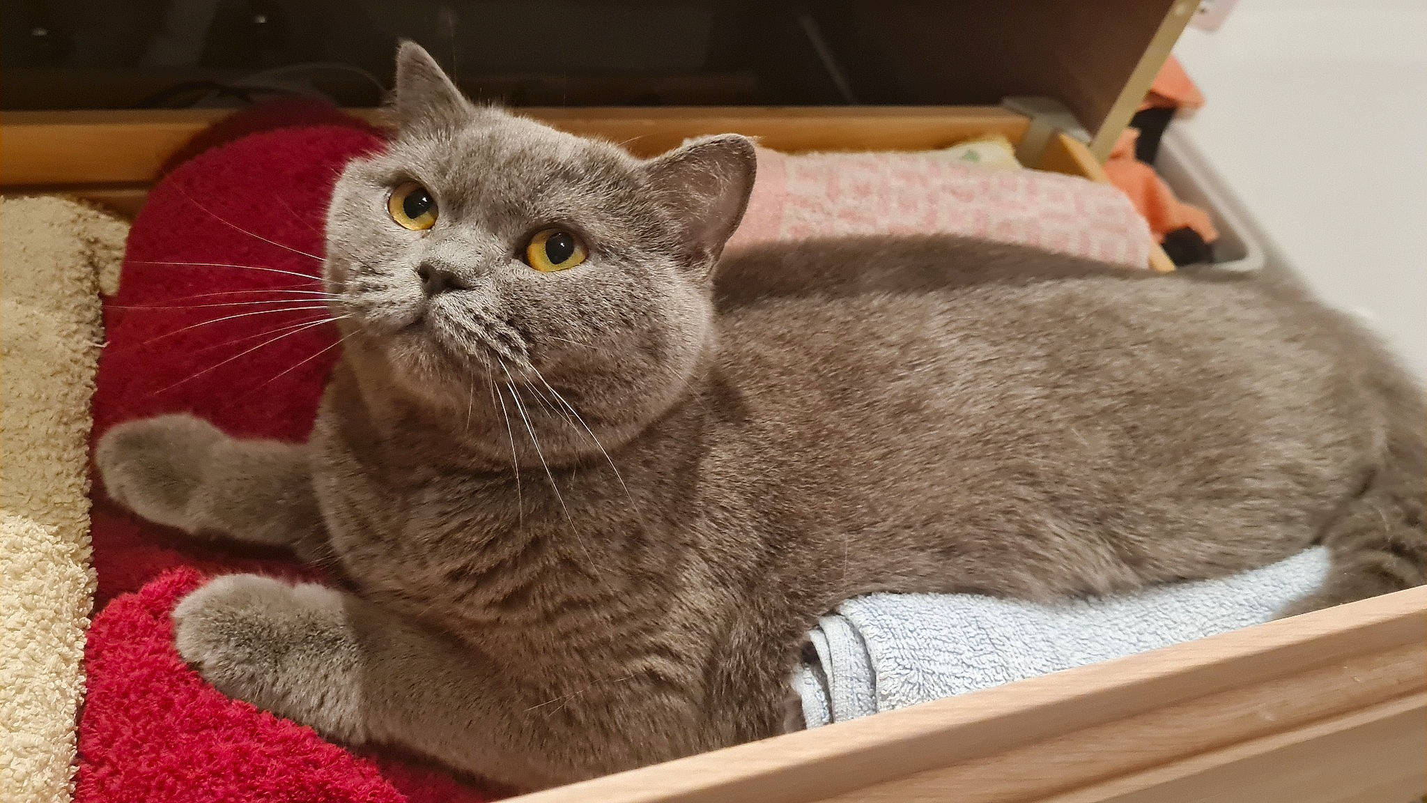 Harmonie participe au concours pour gagner de l'argent avec cette photo : carnivore, cat, cat_supply, claw, domestic_short_haired_cat, felidae, fur, grey, paw, russian_blue, small_to_medium_sized_cats, snout, tail, terrestrial_animal, whiskers, window