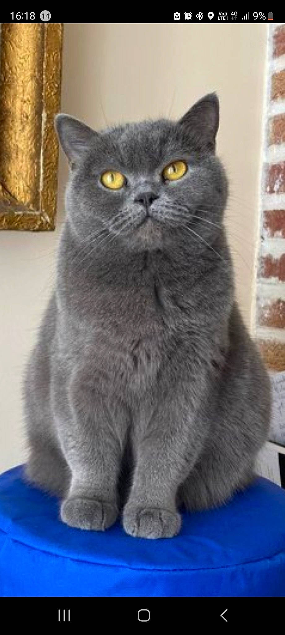 Harmonie a rejoint le concours — aidez-le/la à gagner de superbes lots ! carnivore, cat, domestic_short_haired_cat, electric_blue, felidae, fur, grey, small_to_medium_sized_cats, snout, terrestrial_animal, whiskers