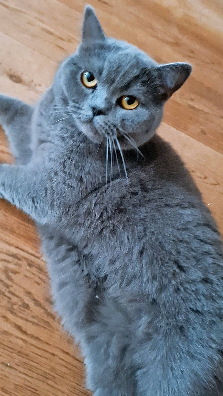 Harmonie a rejoint le concours — aidez-le/la à gagner de superbes lots ! carnivore, cat, claw, domestic_short_haired_cat, felidae, fur, grey, plant, russian_blue, sitting, small_to_medium_sized_cats, snout, tail, whiskers, window