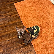 Champa is registered to the contest to win money with this photo: animal, camouflage_jacket, cat, clothing, companion, curious, cute, domestic_animal, feline, flooring, furless, hairless_cat, home, indoor, looking_up, orange_rug, pet, small, sphynx_cat, wooden_floor