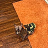 animal, camouflage_jacket, cat, clothing, companion, curious, cute, domestic_animal, feline, flooring, furless, hairless_cat, home, indoor, looking_up, orange_rug, pet, small, sphynx_cat, wooden_floor