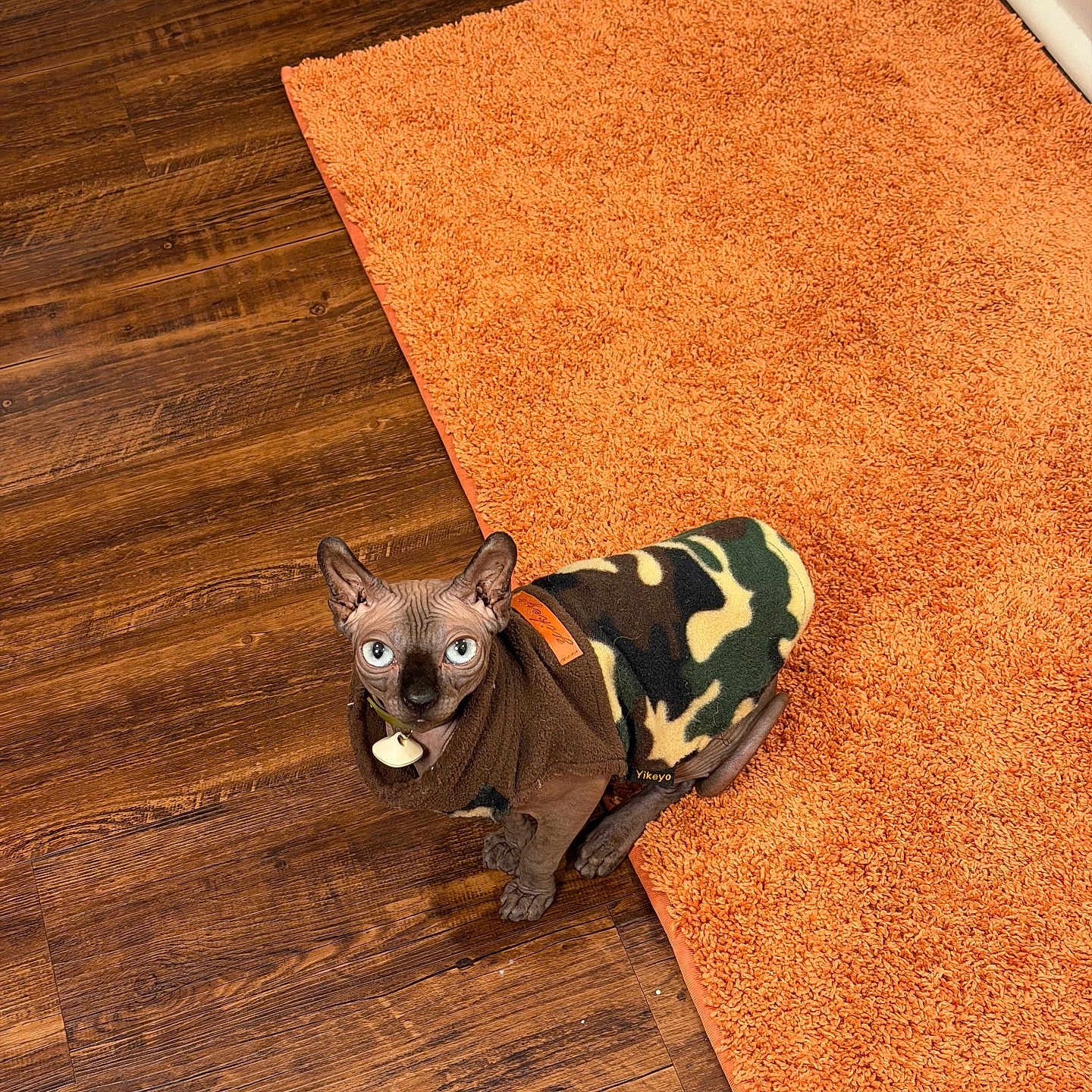 Champa is registered to the contest to win money with this photo: animal, camouflage_jacket, cat, clothing, companion, curious, cute, domestic_animal, feline, flooring, furless, hairless_cat, home, indoor, looking_up, orange_rug, pet, small, sphynx_cat, wooden_floor