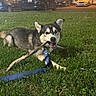 dog, puppy, husky, grass, stick, leash, night, outdoor, parked_cars, streetlight, suburban, animal, pet, canine, playful, chewing, greenery, evening, collar, muzzle