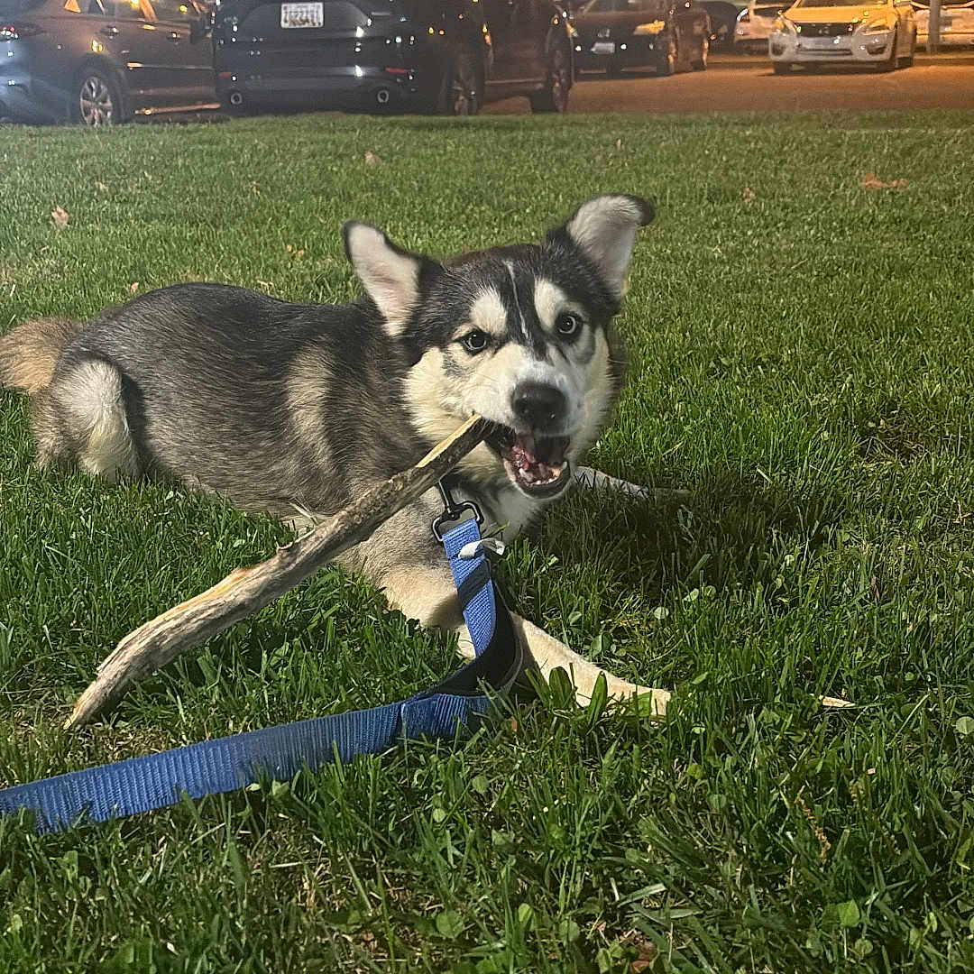 Celsius joined the competition — help win amazing prizes! dog, puppy, husky, grass, stick, leash, night, outdoor, parked_cars, streetlight, suburban, animal, pet, canine, playful, chewing, greenery, evening, collar, muzzle