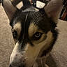 Celsius joined the competition — help win amazing prizes! dog, husky, close_up, indoor, carpet, ears, eyes, pet, animal, canine, fur, black_and_white, snout, portrait, looking, household, background, curious, friendly, companion