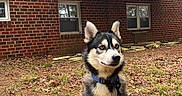 Celsius joined the competition — help win amazing prizes! dog, husky, pet, leash, sitting, autumn_leaves, outdoor, red_brick_building, windows, balcony, grass, curious, alert, daytime, nature, animal, fur, ears, collar, ground