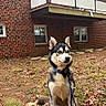 dog, husky, pet, leash, sitting, autumn_leaves, outdoor, red_brick_building, windows, balcony, grass, curious, alert, daytime, nature, animal, fur, ears, collar, ground