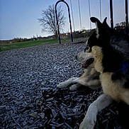 Celsius is registered to the contest to win money with this photo: dog, husky, playground, swings, wood_chips, twilight, outdoor, grass, tree, sky, evening, pet, canine, animal, leisure, resting, nature, park, quiet, calm