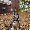 Celsius is registered to the contest to win money with this photo: dog, husky, leash, outdoor, fall_leaves, grass, red_brick_building, trees, nature, pet, animal, canine, sitting, smiling, daylight, collar, forest, ground, park, happy