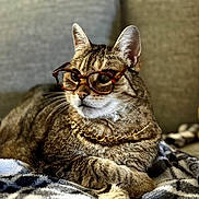 Gus joined the competition — help win amazing prizes! accessory, blanket, cat, chain_necklace, closeup, comfortable, couch, cute, ears, feline, fur, glasses, indoor, pet, portrait, relaxed, resting, striped, tabby, whiskers