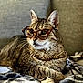 accessory, blanket, cat, chain_necklace, closeup, comfortable, couch, cute, ears, feline, fur, glasses, indoor, pet, portrait, relaxed, resting, striped, tabby, whiskers